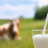 Melk gezond of ongezond, sloopmelk
