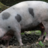 Hillegom zet Bonte Bentheimer landvarkens in tegen Japanse duizendknoop