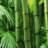 Bamboe, bambu, bamboo in tuin