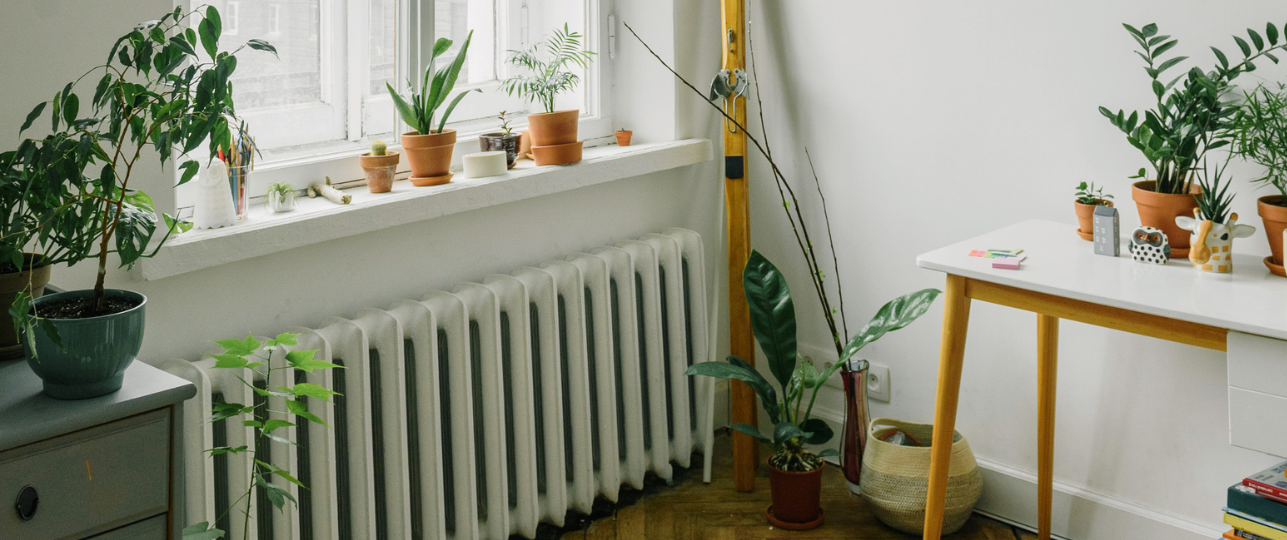 Hoe Kamerplanten Overleven Bij De Verwarming In Huis Tips