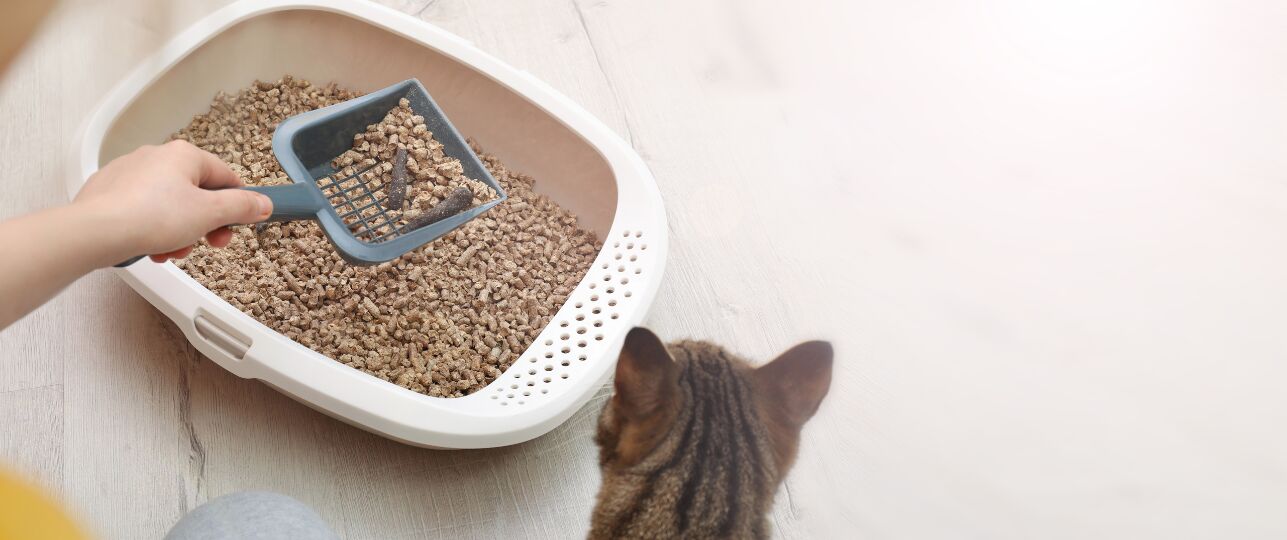 Voorkom dat je kat in huis gaat poepen (buiten de