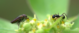 Insecten in Nederland