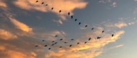 Trekvogels in de herfst