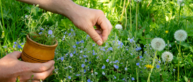 Wildplukken in de zomer