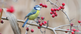 Vogelvriendelijke tuin