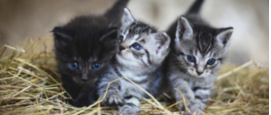 kittens dumping Dierenbescherming growdfunding