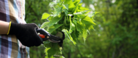 woekerplanten, deze planten weren uit je tuin