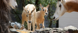 Algazellen in het wild uitgestorven geboren in ARTIS