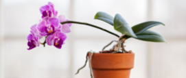 Orchidee bloeien