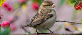 Meer vogels in je tuin: vogelvriendelijke tuin