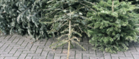 Kerstboom hergebruiken