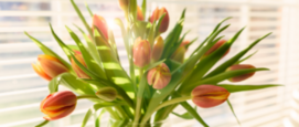 Trucs bij tulpen die gaan hangen