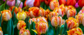 Tulp met jouw naam, vernoemen, bekende mensen