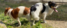 Honden aan elkaar tijdens paren