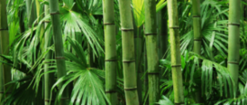 Bamboe, bambu, bamboo in tuin