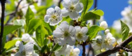 bloesembomen gevaarlijk nachtvorst beschermen