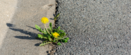 Paardenbloemen plantsoengroenten