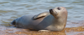 Zeehondenreddingsteam Seal Response Team