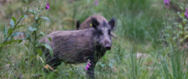 Wilde zwijnen tegenkomen in de natuur