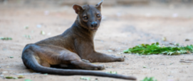 Fossa welpen geboren