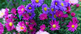 Asters, aster, planten