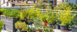 Kuipplanten planten in potten buiten