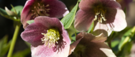 Helleborus