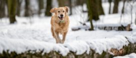 wintervacht hond verzorging