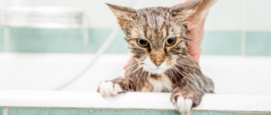 Je kat douchen of in bad, tips hoe wassen