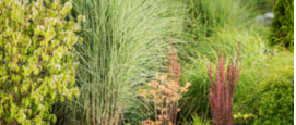 Planten na hevige regenval, waterbestendige tuin