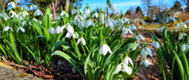 Sneeuwklokjes Galanthus