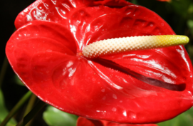 Flamingoplant, Anthurium