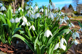 Sneeuwklokjes Galanthus