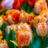 Een tulp met jouw naam? Dat kan! 15 tulpen met namen van bekende Nederlanders