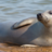 Zeehondenreddingsteam 'Seal Response Team' gestart op de Waddenzee