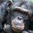 Chimpansee Wouter overleden in Beekse Bergen