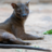 Fossa welpen geboren in ZooParc Overloon