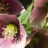 Helleborus: de betoverende kerstroos in je tuin, vele soorten