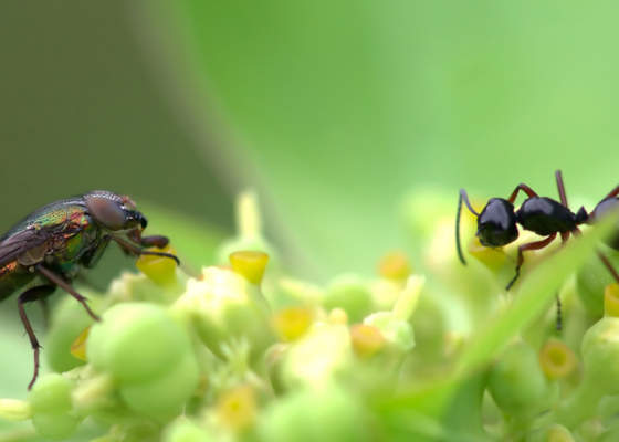 Insecten in Nederland