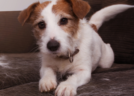 Honden en katten verharen