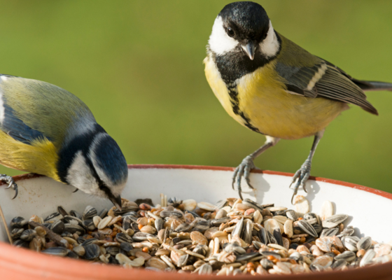 vogels buffet