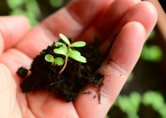 Zaaien in de zomer vaste planten