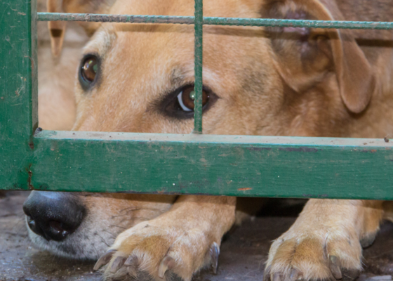 Collectant Dierenbescherming dieren in nood