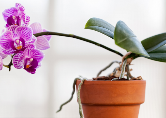 Orchidee bloeien