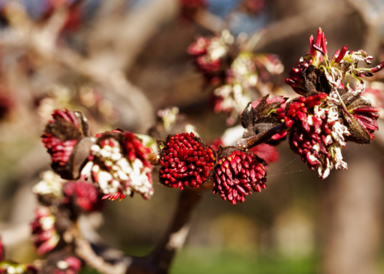 Winterbloeiers bloesem