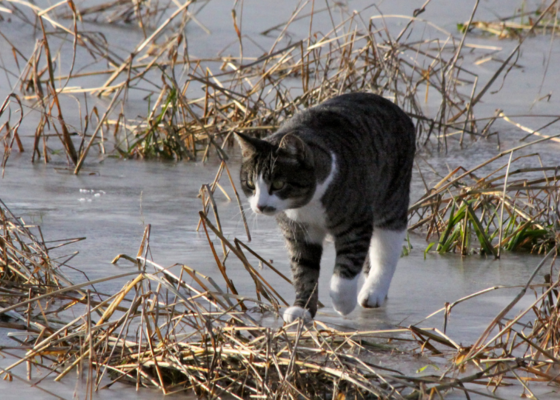 kat katten binnen bij vorst winterweer, ijswandelen