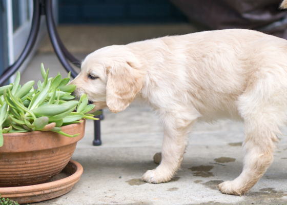 Gevaarlijke planten voor honden