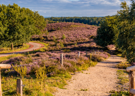 Boom tot Bos Staatsbosbeheer