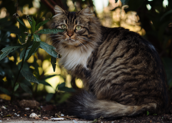 Kat katten vermist verdwaald, weggelopen, melden bij Amivedi