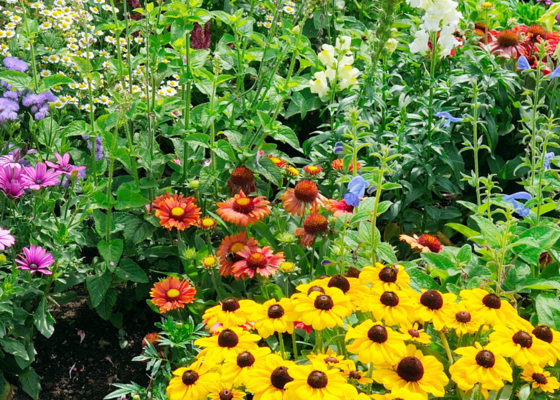 Langbloeiers in de tuin